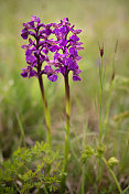 开花的两株绿翅兰花(Anacamptis morio)