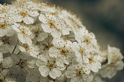 箭花(Achillea millefolium)在春夏时节盛开