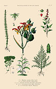 开花植物，植物王国，维多利亚植物插图，大约1853年