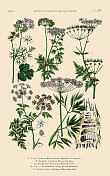 草本植物，蔬菜和开花植物，植物王国，维多利亚植物插图，大约1853年
