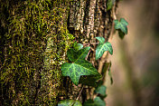 爬山虎(Hedera helix)植物在老树干上