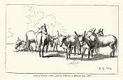 《驴的研究》，1818年，根据埃德温・兰西尔的素描，1827年，维多利亚艺术，19世纪