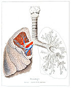 人体呼吸器官，肺钢雕刻手工着色1846年