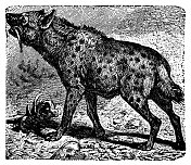 斑点鬣狗(Crocuta Crocuta) - 19世纪