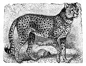 南非猎豹(Acinonyx Jubatus Jubatus) - 19世纪