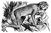 灰色细长的懒猴(Indri Indri) - 19世纪