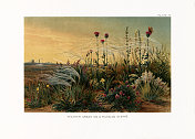 植物自然史，维多利亚植物插图，1897年，俄罗斯大草原上的羽毛草