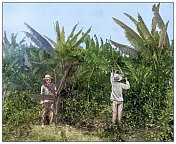 古色古香的黑白照片:古巴圣克拉拉省埃斯佩朗萨的香蕉种植园