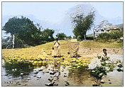 古色古香的黑白照片:波多黎各圣伊莎贝尔的科阿莫河