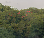 红朱鹭群，红朱鹭，飞行:特立尼达卡罗尼沼泽。