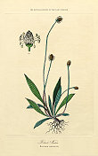 开花植物，植物王国，维多利亚植物插图，大约1853年