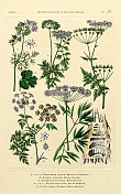 草本植物，蔬菜和开花植物，植物王国，维多利亚植物插图，大约1853年