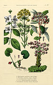 干旱，草本和开花植物，植物王国，维多利亚植物插图，大约1853年