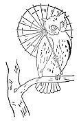 猫头鹰拿着油纸伞- 19世纪