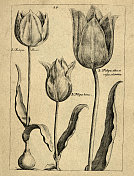 植物艺术印刷的阔叶郁金香，从花丛由Crispin de Passe，复古插图，17世纪