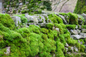 英国干石墙上的苔藓