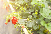 田间草莓植株