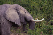 乌干达:非洲象的特写