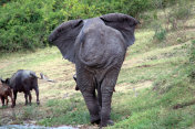 乌干达:大象追赶非洲水牛