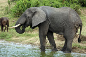 乌干达:大象在喝水