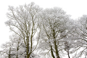冬天的树的场景