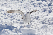 海鸥在雪地上行走