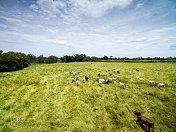 鸟瞰图的奶牛在一个农场在农村地区，巴西