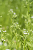 小白雏菊野花