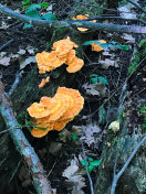 在腐烂的树干上生长的橙色真菌