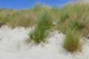 北海黑尔戈兰的沙丘和草地