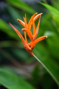 罕见plants-Heliconia psittacorum