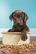 一只巧克力色的拉布拉多小狗坐在一个大狗碗里――5周大