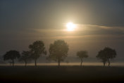 日出的田野，树木在雾中