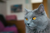 夏特尔猫猫肖像