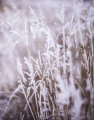 自然抽象背景。树枝被冰雪覆盖