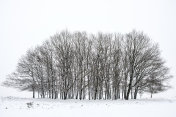 雪景在寒冷的冬日里与新鲜的雪