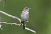 斑点flycatcher (Muscicapa striata)