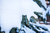 傍晚的阳光照耀着白雪覆盖的常青树