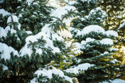 傍晚的阳光照耀着白雪覆盖的常青树