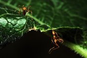 挂着的蚂蚁用嘴咬绿叶，另一只蚂蚁看着相机。