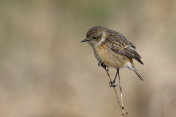 欧洲石鳖(石鳖)