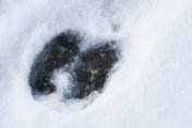 雪中野牛的脚印
