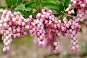 日本Pieris japonica /日本andromeda