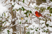 在暴风雪中，一只金翅雀在附近