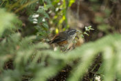 灰喉鸣翅雀(Poospiza cabanisi)