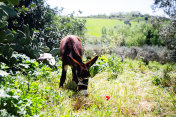西西里:驴(特写)在美丽的春天乡村