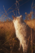 东奇尼猫的猫