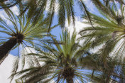 棕榈树，蓝天下的棕榈树叶子