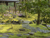波特兰日本花园俄勒冈绿苔石台阶粉红色树