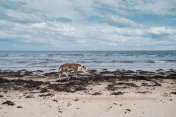 猎狼在英国诺森伯兰郡的阿尔恩茅斯海滩上围捕